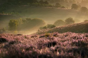 Pink heather in bloom with dew and beautiful sunset colors at the National park 'Posbank'