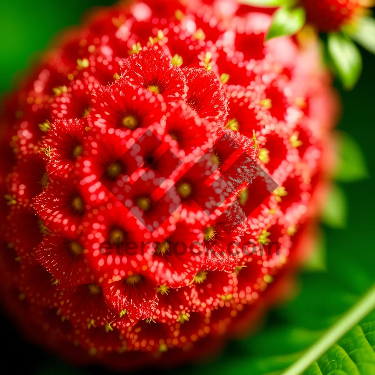 Picture of Ripe Strawberry on Arbutus Shrub - Fresh and Juicy