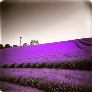 Lavender Blooms in Lush Purple Field