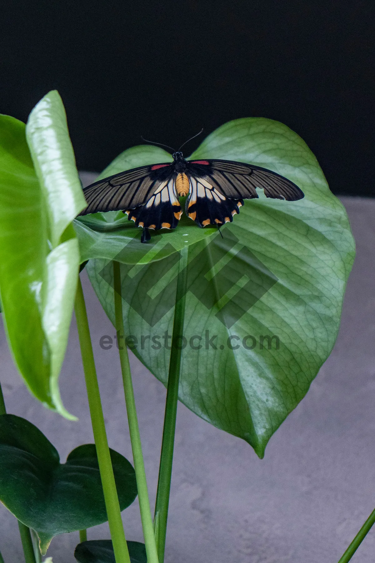 Picture of Close-up of ladybug on fresh green foliage