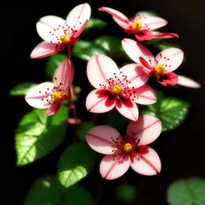 Spring Blooming Pink Floral Shrub in Garden