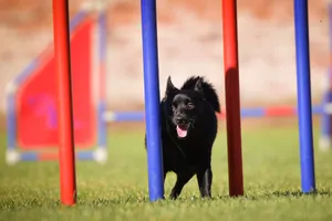 Dog is running slalom on his agility training on agility summer camp czech agility slalom.