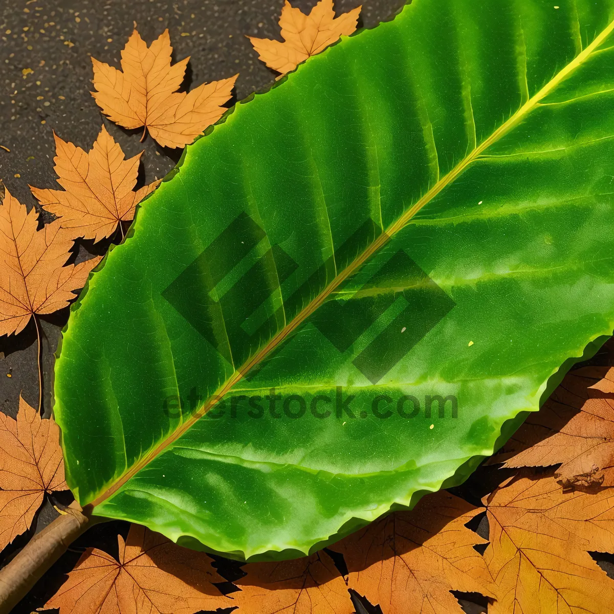 Picture of Vibrant Taro Plant with Lush Foliage