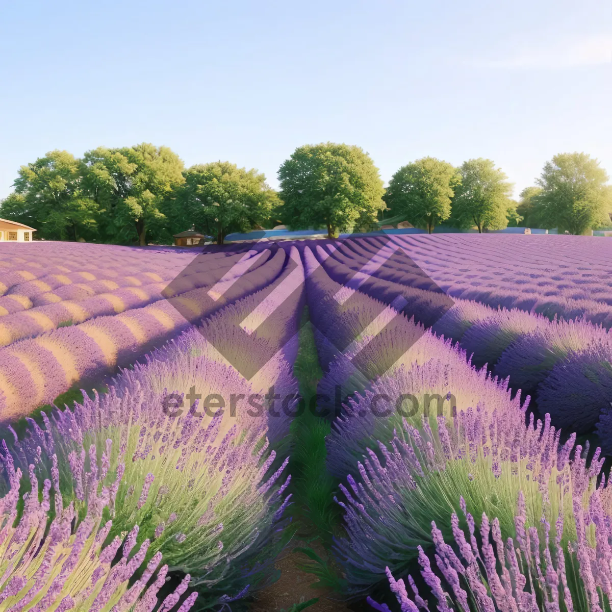 Picture of Lavender Field in Serene Agricultural Landscape