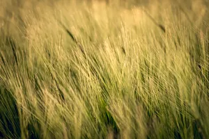 Golden Wheat Field in Rural Summer Landscape.