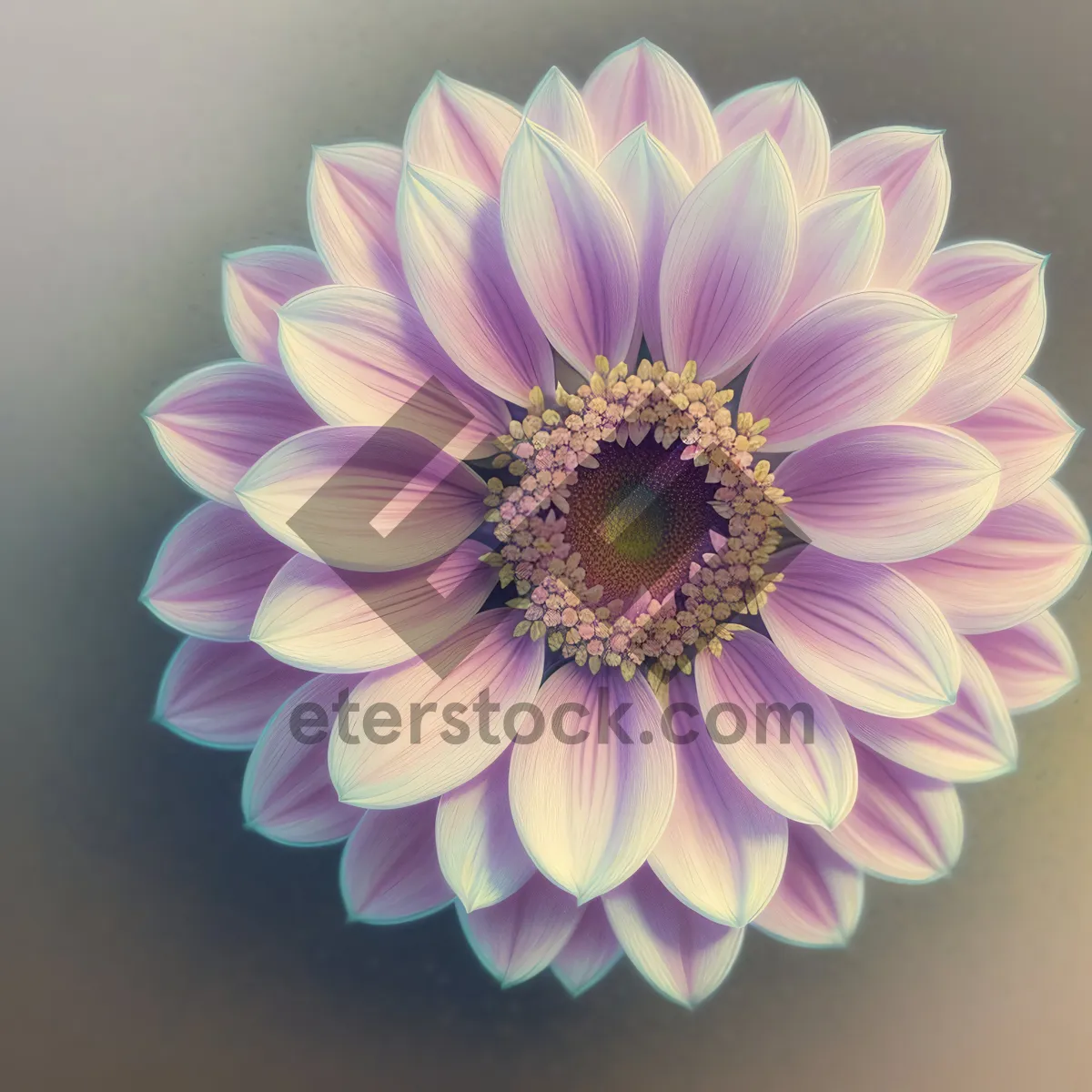 Picture of Pink Daisy Blossom Close-up in Spring Garden