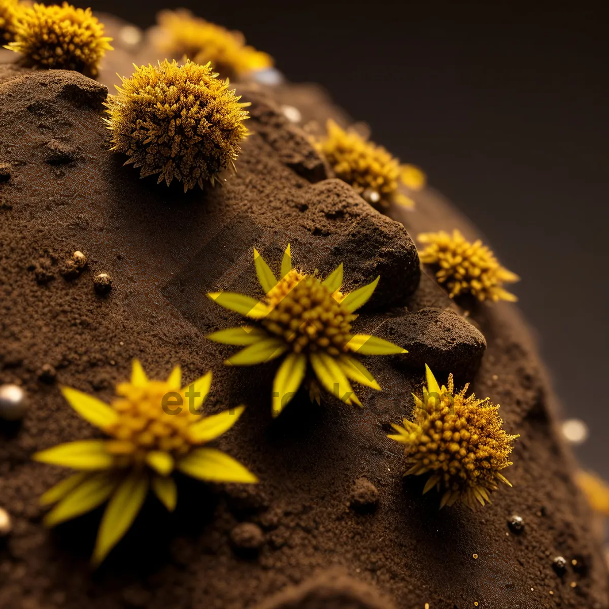 Picture of Vibrant Sunflower Blossom in Sunny Field