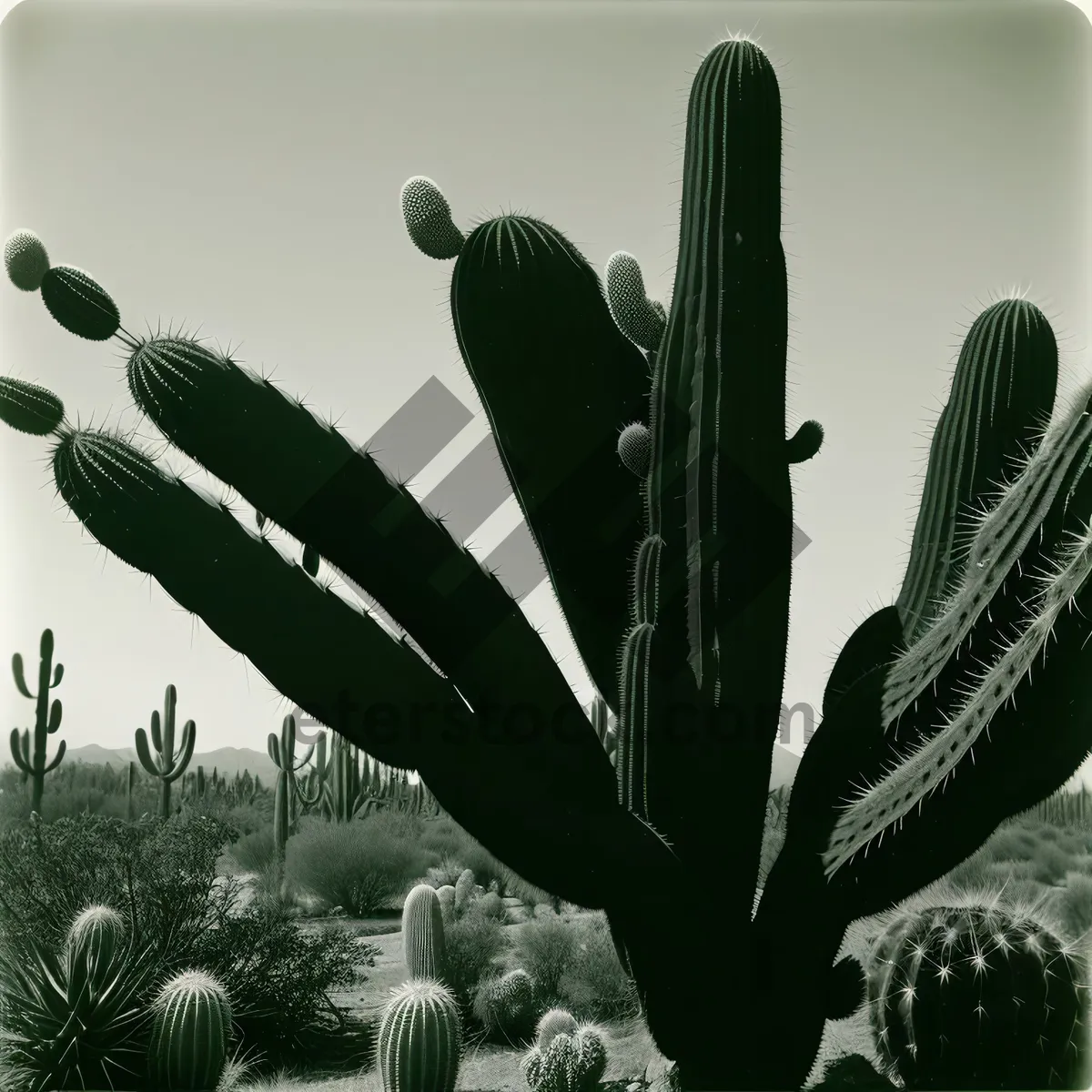 Picture of Desert Saguaro Cactus Under Sunny Sky