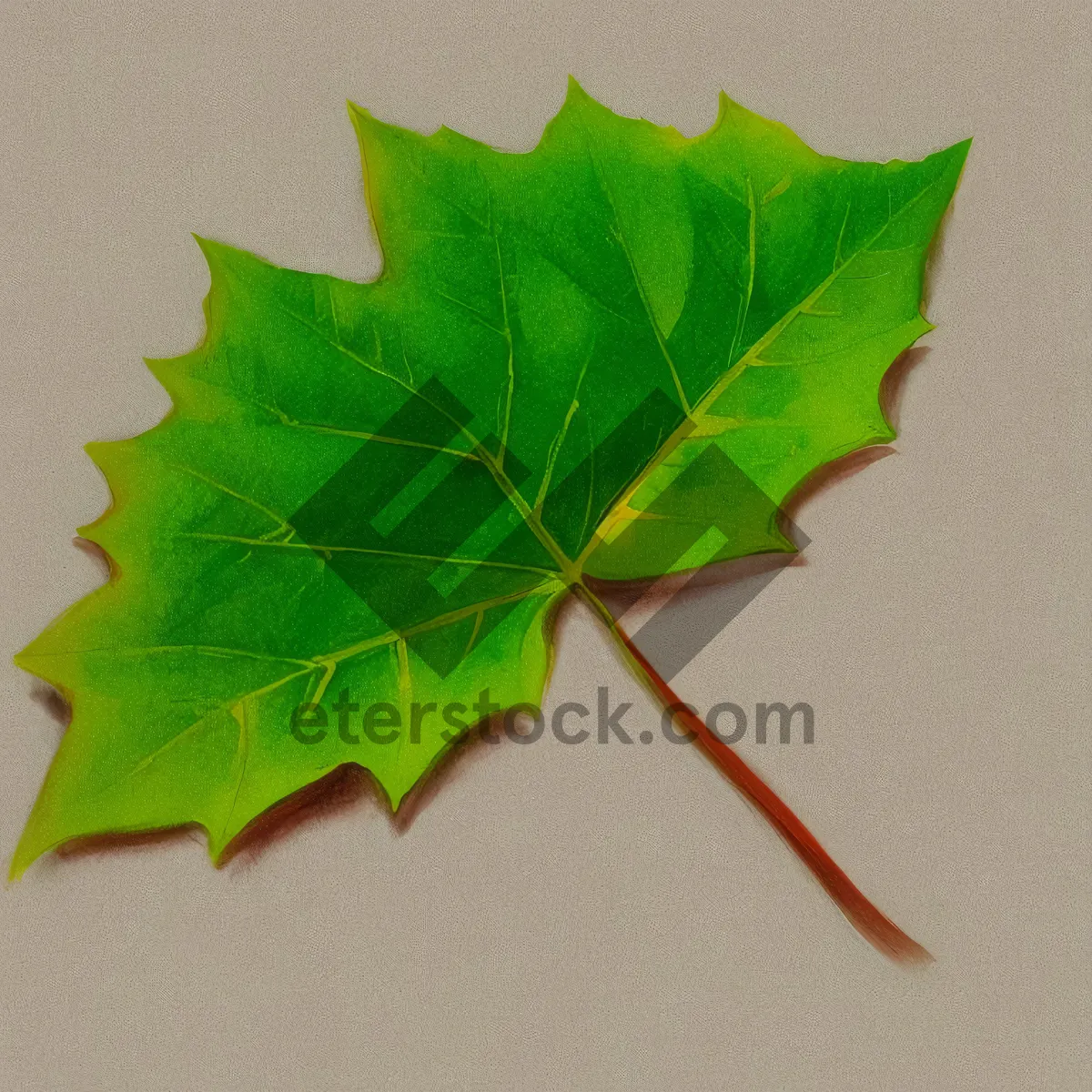 Picture of Vibrant Autumn Foliage in a Maple Forest