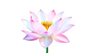 Colorful Lotus Flower Design - Pink Floral Art Inspiration