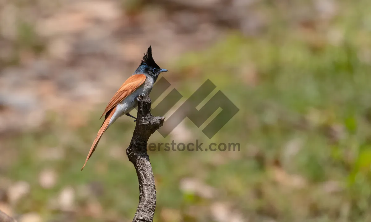 Picture of Beautiful Brown Nightingale with Wings Outstretched