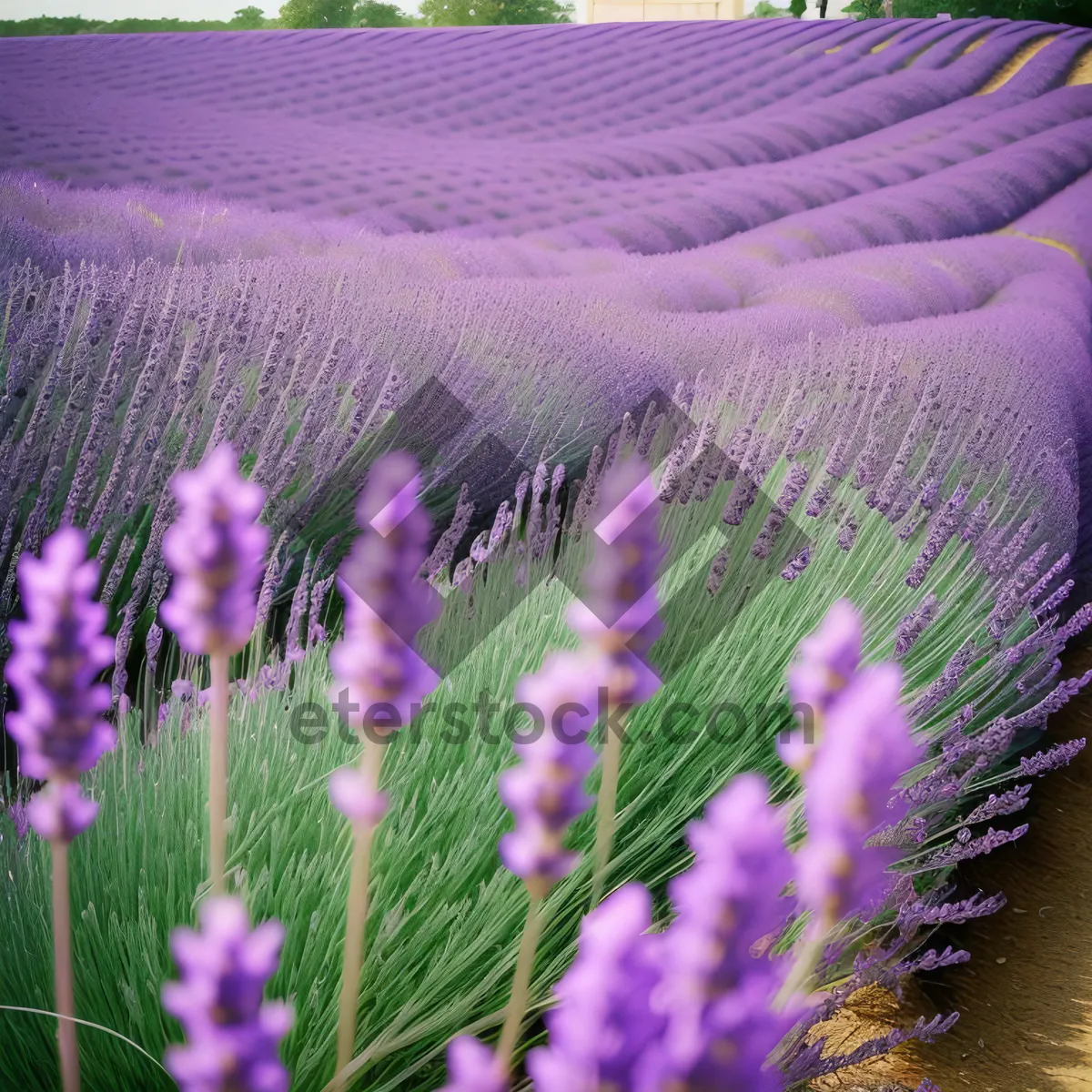 Picture of Vibrant Lavender Blooms in Serene Countryside Meadow