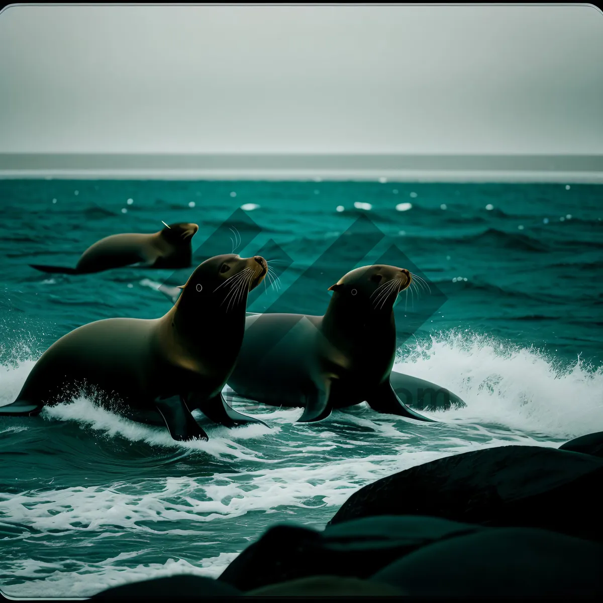 Picture of Tropical Sea Lion Splashing in the Ocean