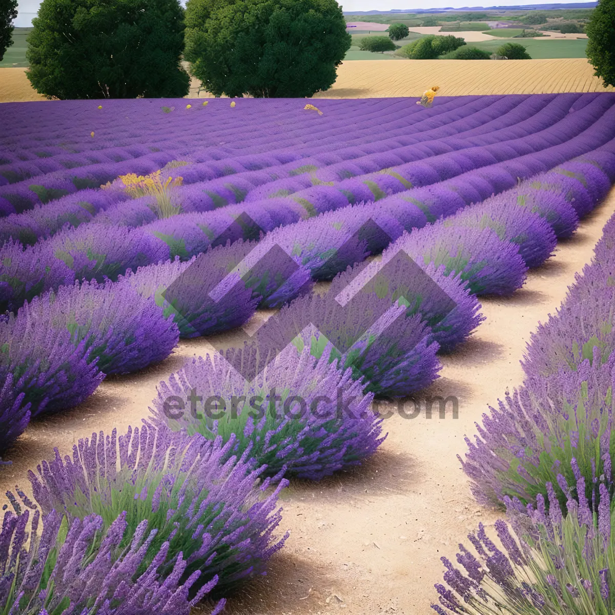 Picture of Vibrant Lavender Blooms in Rural Landscape