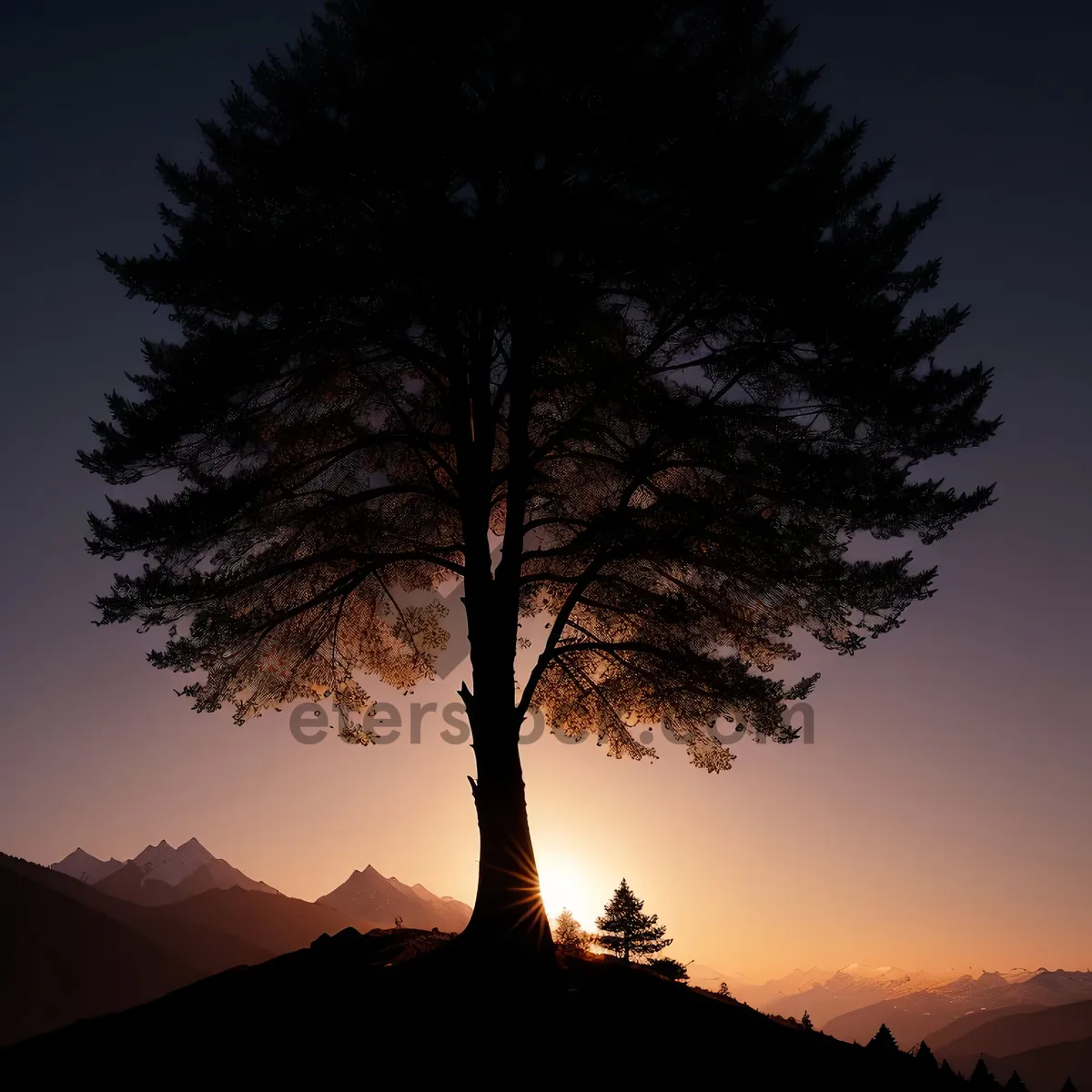 Picture of Golden Sunset over Pine Forest