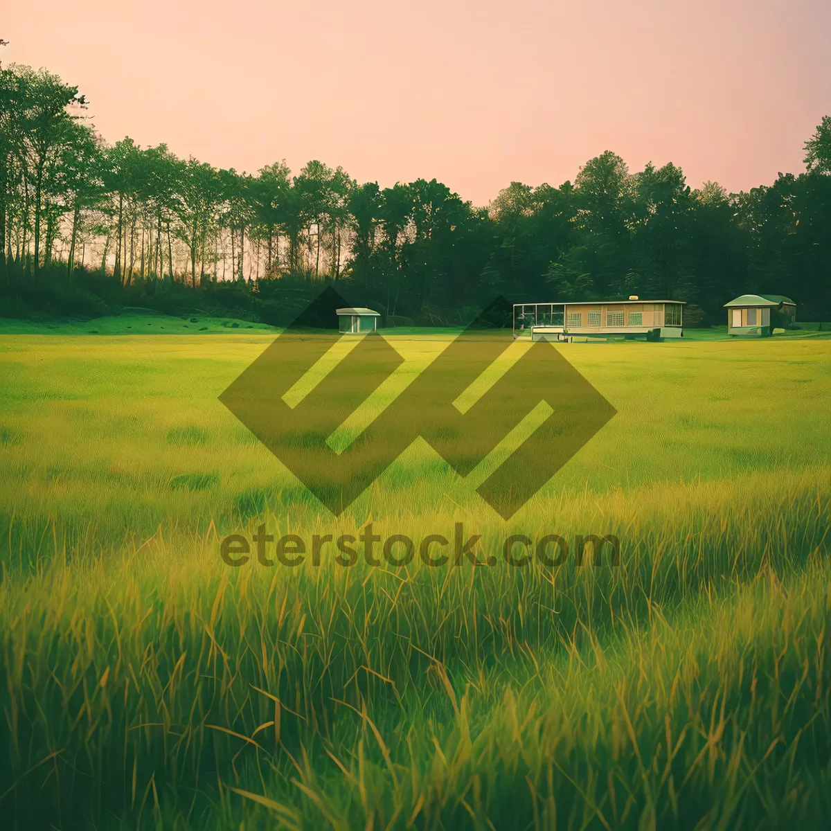 Picture of Sunlit Rice Field in the Countryside