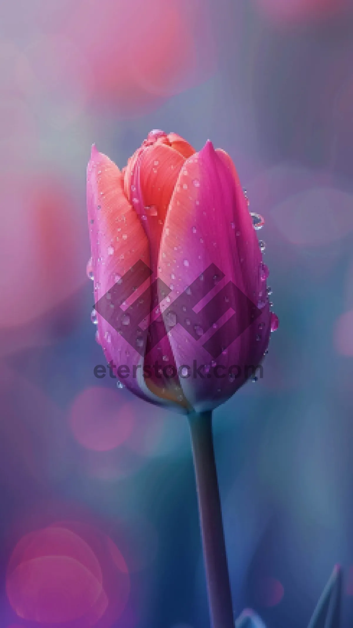 Picture of Vibrant pink tulips in full bloom.