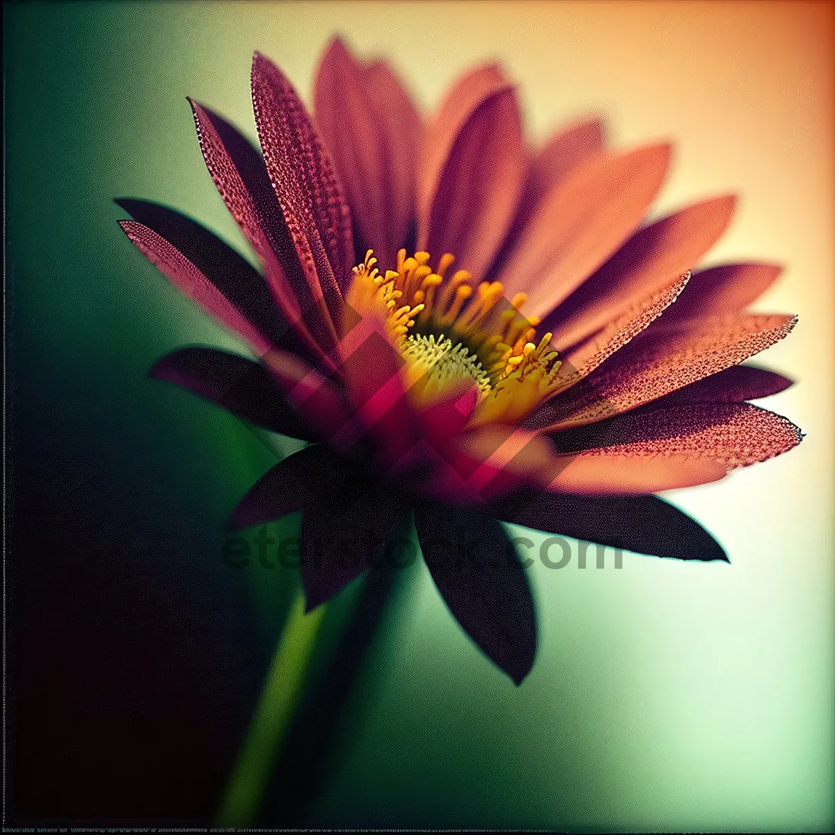 Picture of Bright Blooming Daisy in Summer Garden