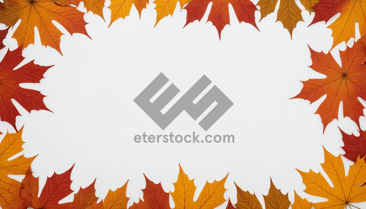 Picture of Autumn Foliage Border Design with Maple Leaves