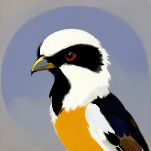 Black-crested Auk soaring with vibrant yellow beak