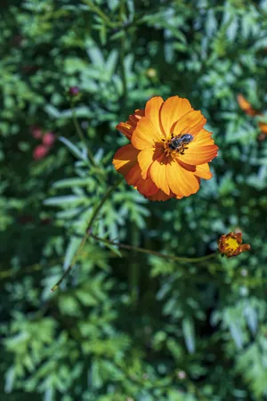 Vibrant summer garden flowers in bloom.