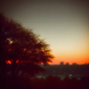 Vibrant Sunset Sky with Tree Silhouette