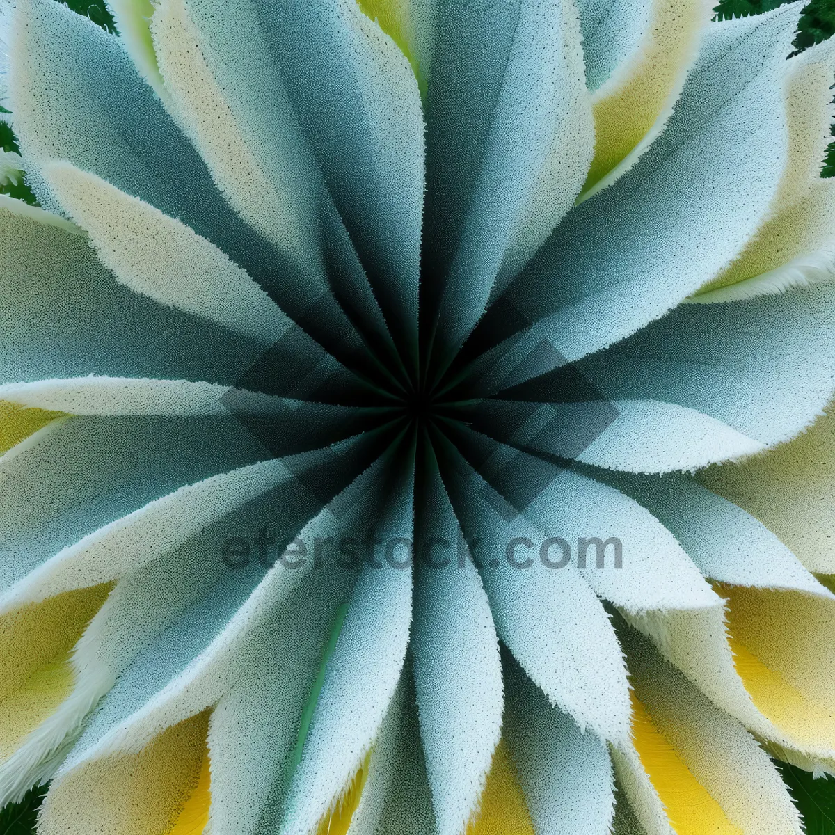 Picture of White Petal Vascular Plant Texture with Floral Design