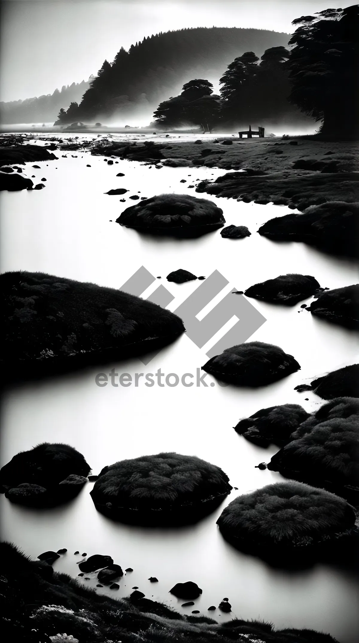 Picture of Black sea turtle on rocky shore with mussels.