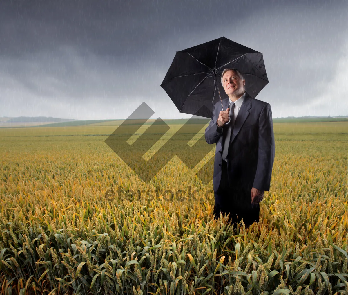 Picture of Farmer working in sunny wheat field under cloudy sky