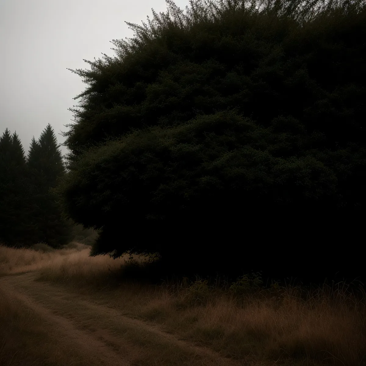 Picture of Bucolic Sunlit Forest Scene with Majestic Trees