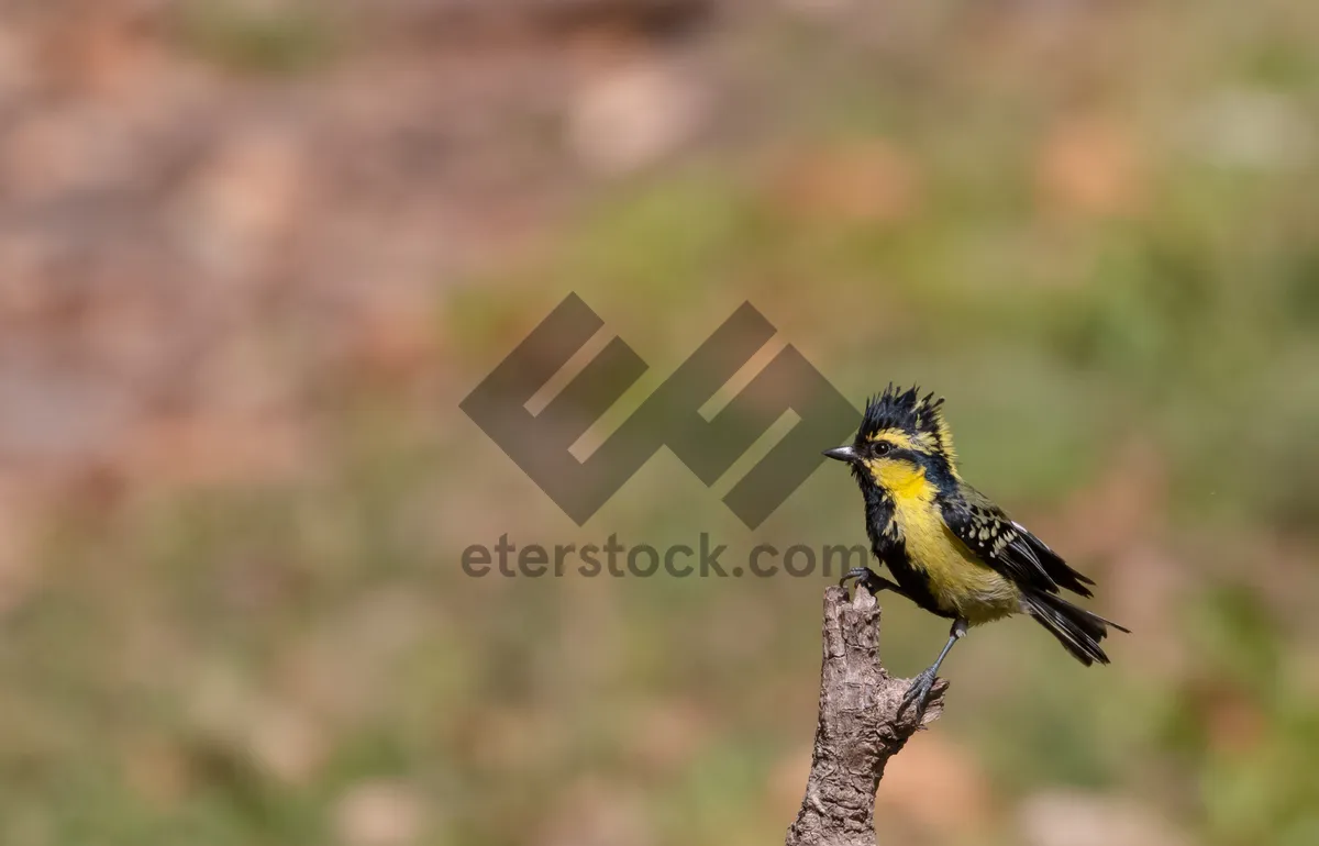 Picture of Black and Yellow Finch Bird on Branch Wildlife Portrait