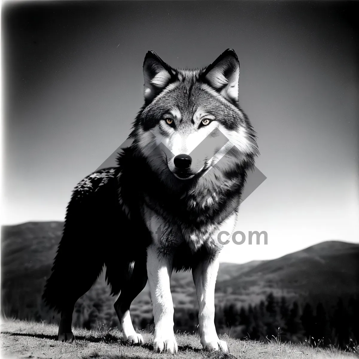 Picture of Majestic Malamute: A Fluffy, Loyal Canine Pal