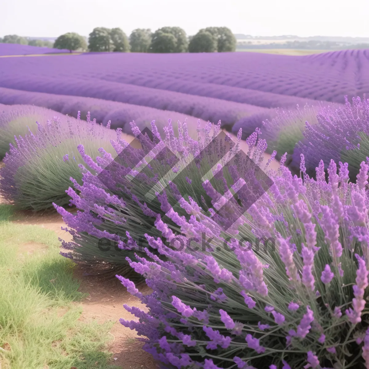 Picture of Colorful Lavender Meadow Blooming with Artichokes