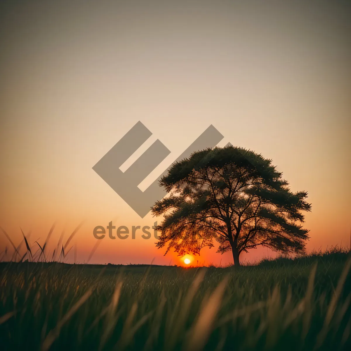 Picture of Serene Sunrise Over Rural Landscape