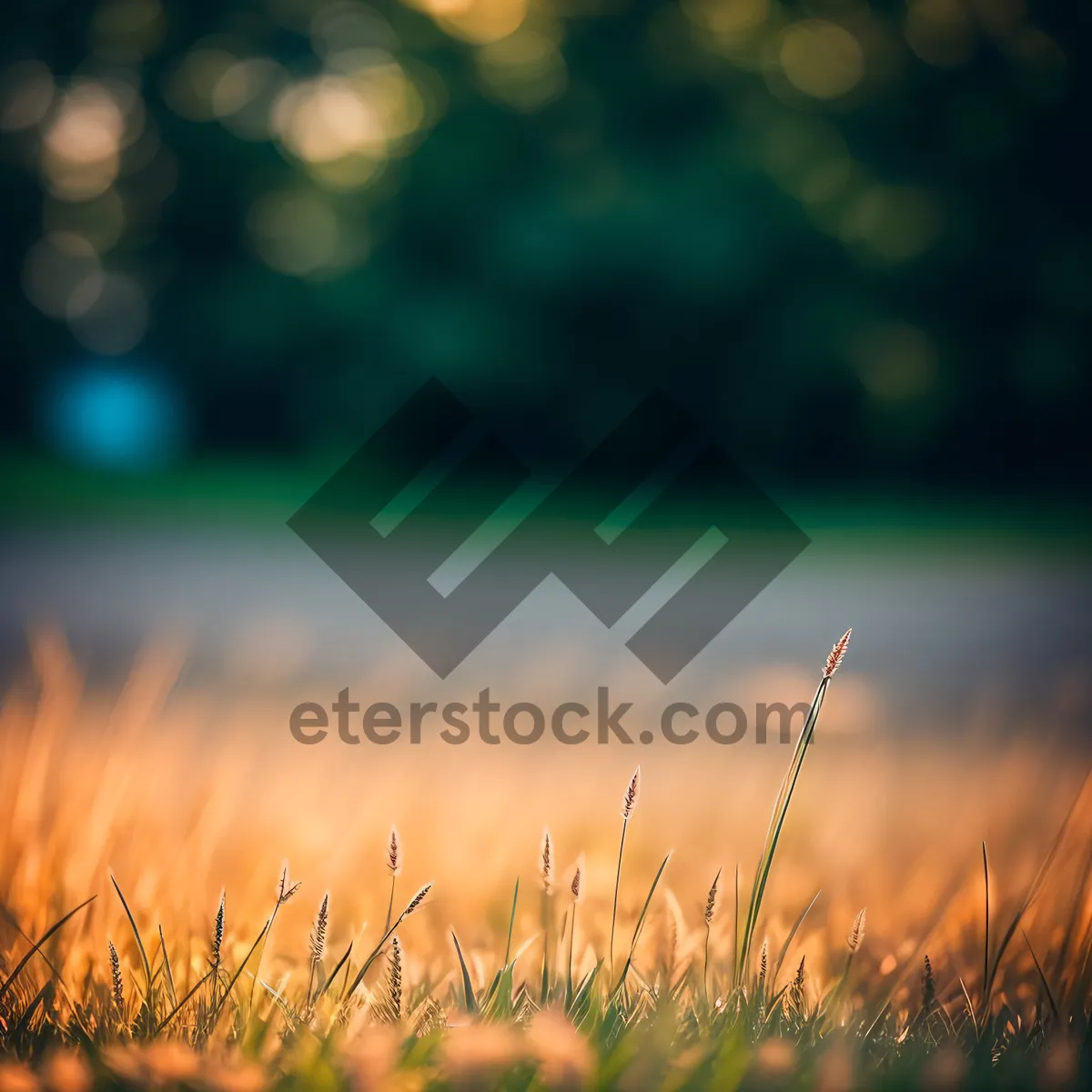 Picture of Golden Wheat Field Amidst Summer's Sunny Glow