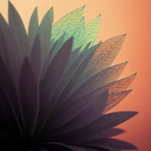 Vibrant Lotus: Colorful Abstract Floral Motion