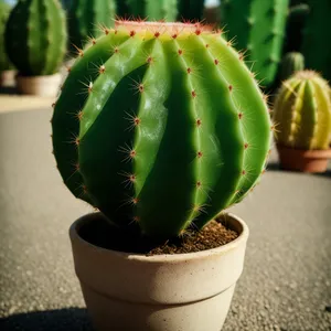 Fresh Desert Cactus Leaf - Healthy and Natural