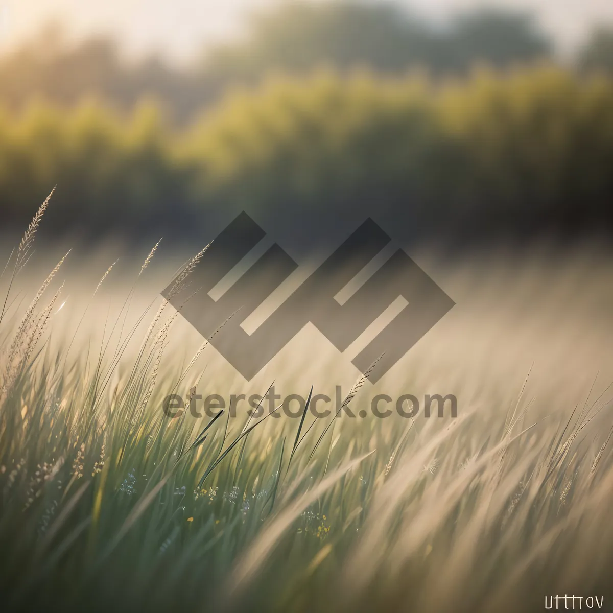 Picture of Golden Wheat Field Under Sunny Summer Sky