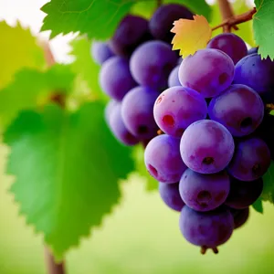 Ripe grapevine showcasing vibrant purple berries.