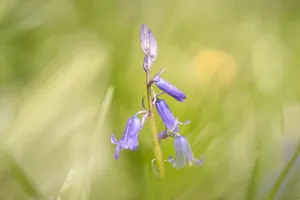 Close-up of purple spring blossom in garden