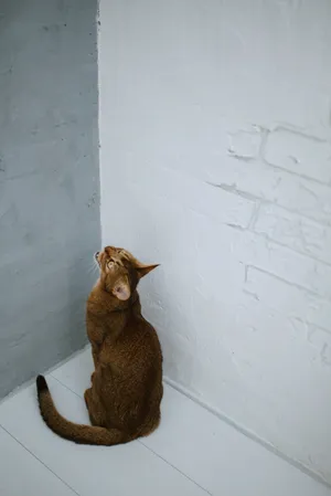 cute domestic cat sitting on windowsill