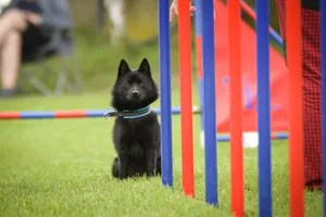 Dog is running slalom on his agility training on agility summer camp czech agility slalom.