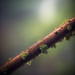 Close-Up of Ant on Plant