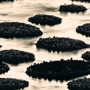 Seaside Bivalve on Pebble Beach