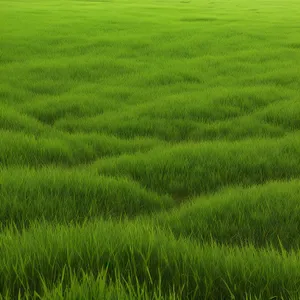 Vibrant Wheat Field Under Sunny Summer Sky