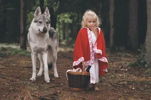 Portrait of Cute Timber Wolf Canine Wildlife Pet