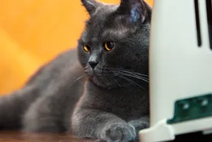 Curious gray kitten with fluffy tail and whiskers