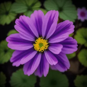 Pink Daisy in Blooming Garden Showcase Vibrant Colors