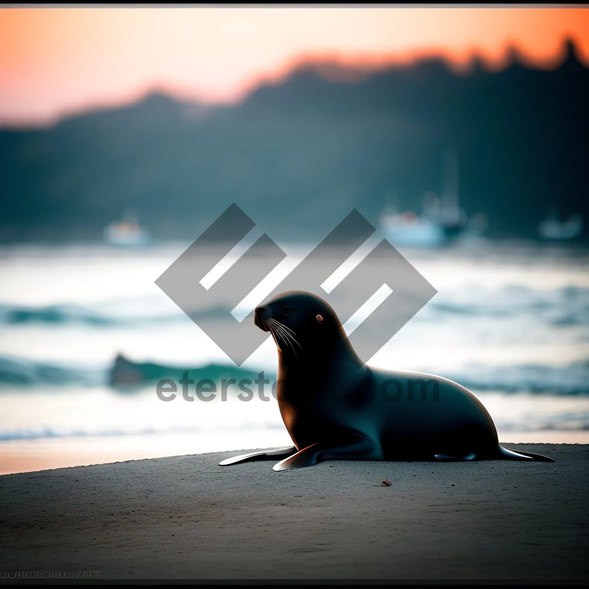 Picture of Sunset Seabird Soaring over Ocean