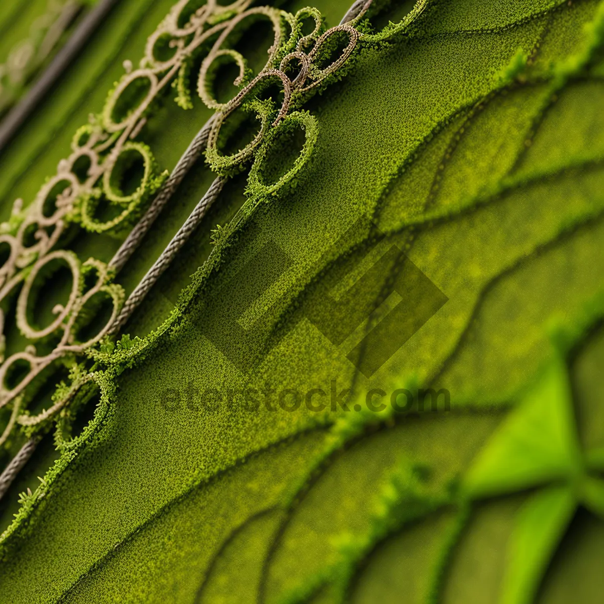 Picture of Fresh Savoy Cabbage Texture: Vibrant Leafy Green